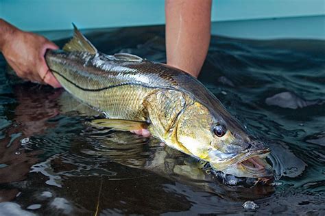 snook fishing florida|How to Catch Florida Snook in 2025: 3 Expert.